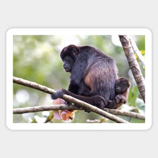 Howler monkeys - Costa Rica Sticker